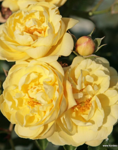 Trandafir Sunny Rose