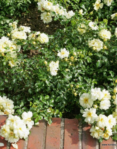 Trandafir Sunny Rose