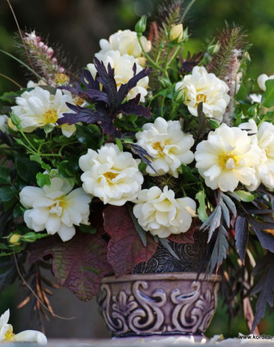 Trandafir Sunny Rose