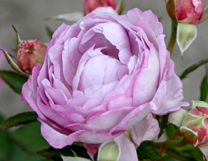 Trandafir Herzogin Dorothea