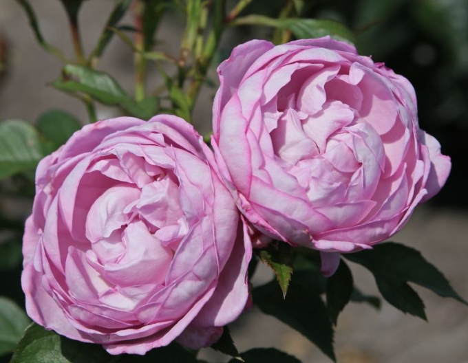 Trandafir Herzogin Dorothea