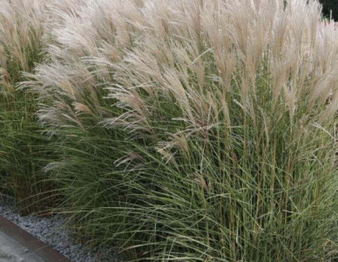 Miscanthus sinensis Kleine Silberspinne 1,5l