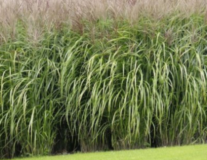 Miscanthus sinensis Kleine Silberspinne 1,5l