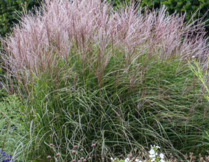 Miscanthus sinensis Kleine Silberspinne 1,5l