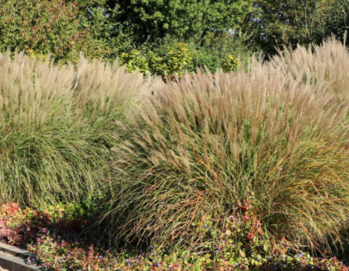 Miscanthus sinensis Kleine Silberspinne 1,5l