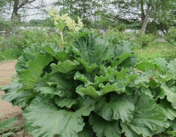 Rhubarbă Holsteiner Blut