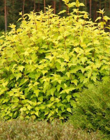 Physocarpus Darts Gold