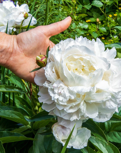 Bujor  Duchesse de Nemours