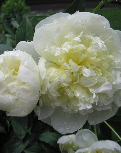 Bujor  Duchesse de Nemours