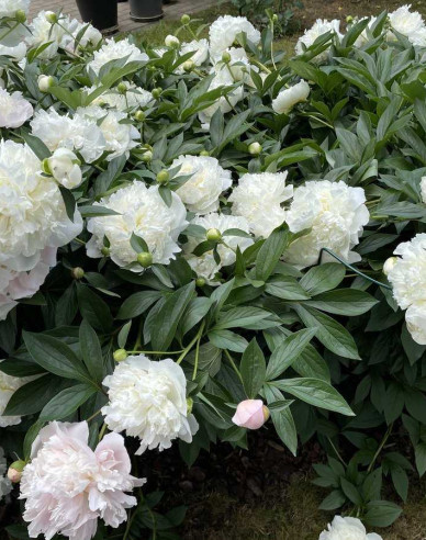 Bujor  Duchesse de Nemours