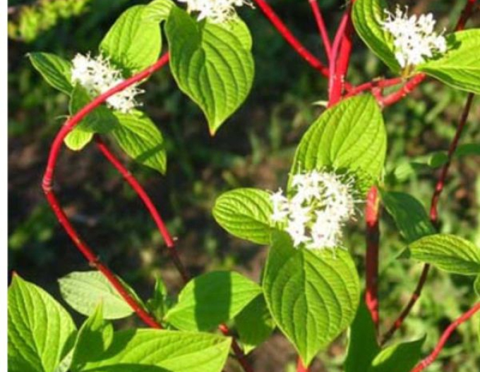 Lumânare siberiană albă ´Sibirica´