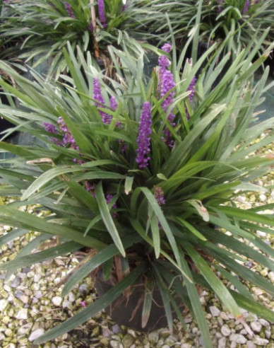 Liriope  ´Purple Passion´ 9x9