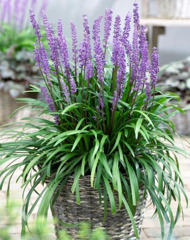 Liriope  ´Purple Passion´ 9x9