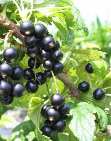 Coacăze negre ´Cassisima Noiroma´-pom fructifer, 2l