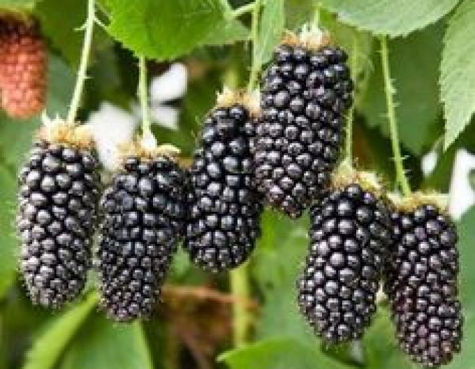Mure (Rubus fruticosus Black Butte