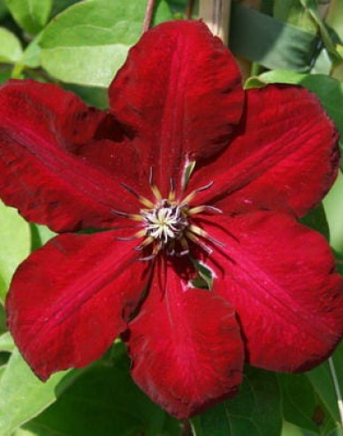 Clematis Solidarnosc
