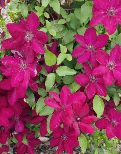 Clematis Solidarnosc