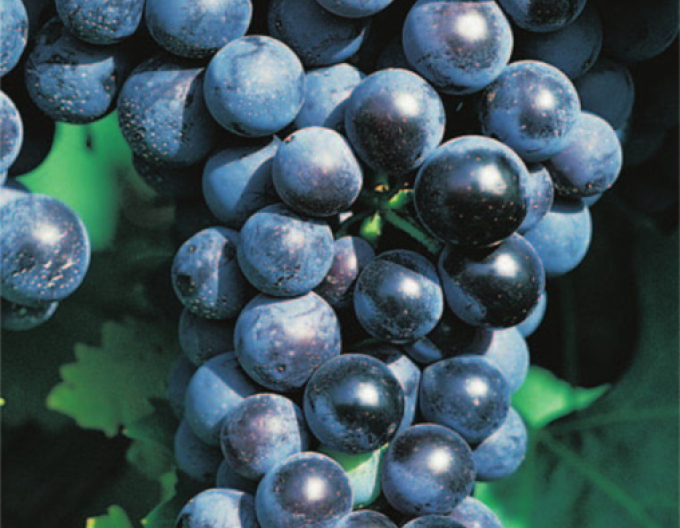 Viță de vie de masă "Muscat Blue