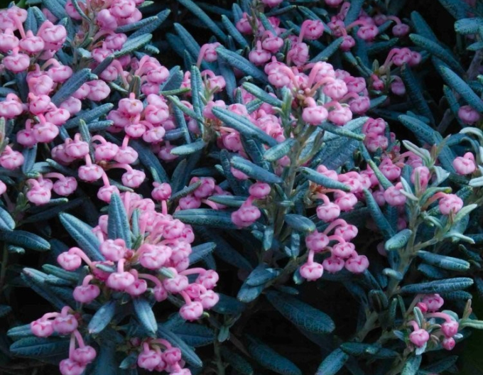 Andromeda ´BLUE ICE´