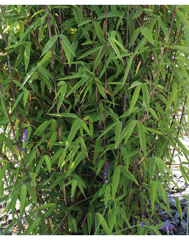 Bamboo ´Fargesia Nitida Volcano´