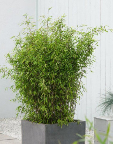 Bamboo ´Fargesia Nitida Volcano´