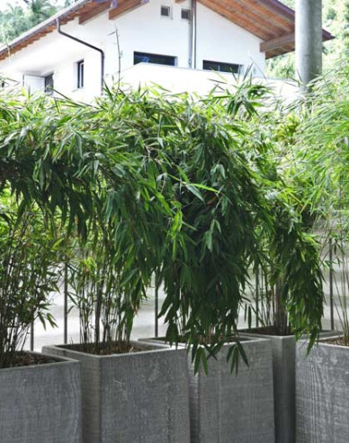 Bamboo ´Fargesia Nitida Volcano´