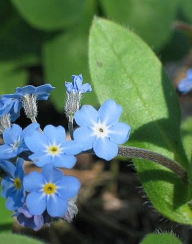 Nu-mă-uita ´Blue´