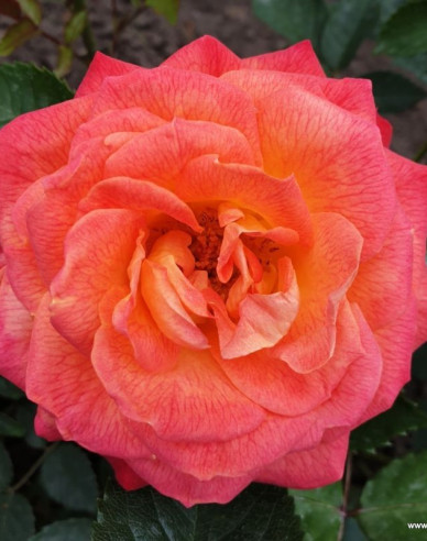 Trandafir Feurio