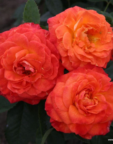Trandafir Feurio