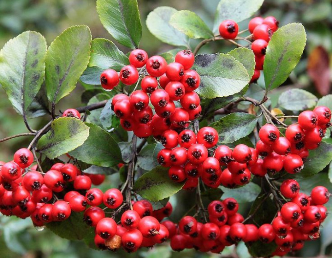 Pyracantha Red Star