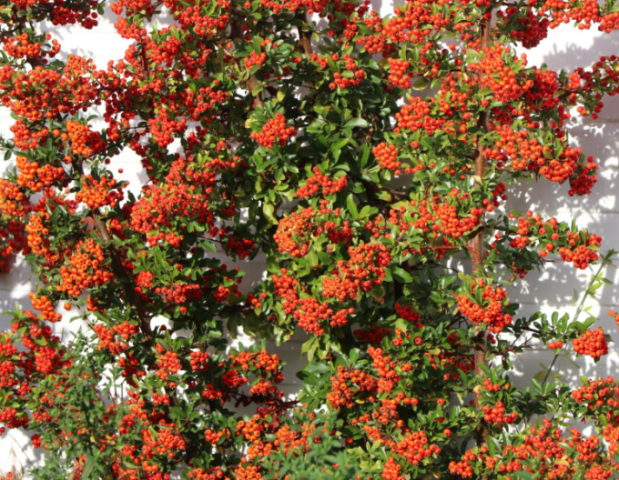 Pyracantha Red Star