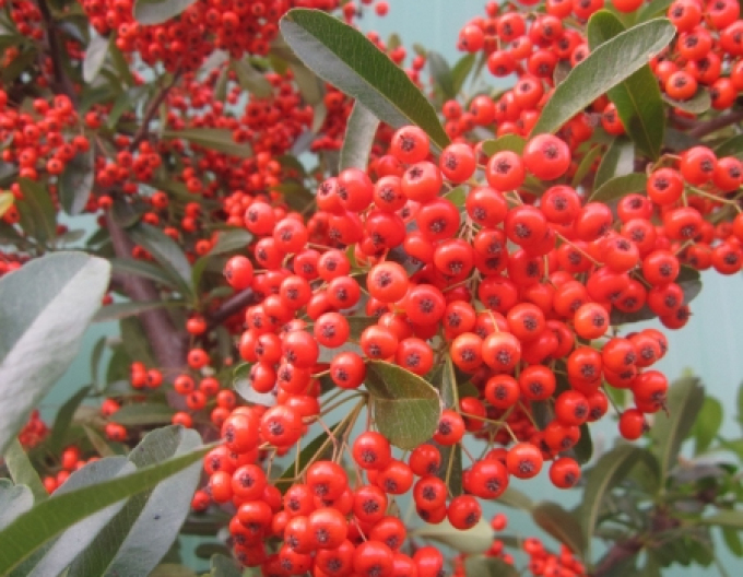 Pyracantha Red Star
