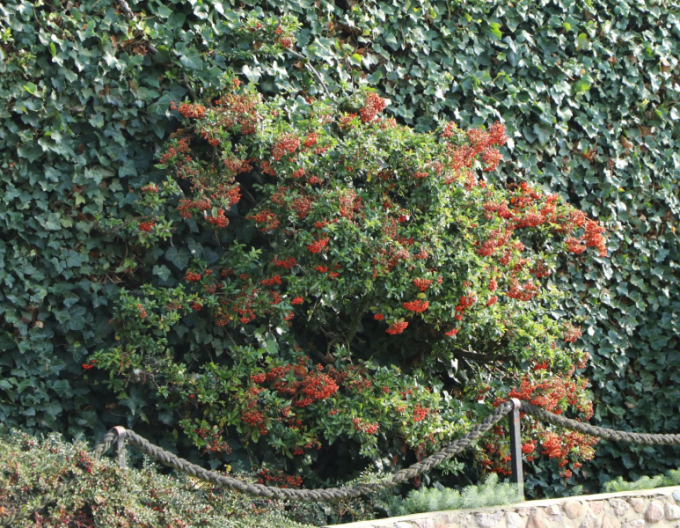 Pyracantha Red Star