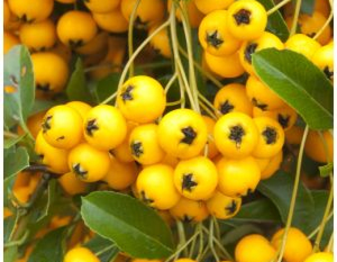 Pyracantha Sunny Star