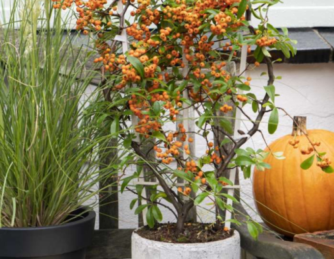 Pyracantha Sunny Star