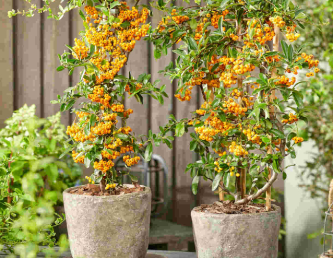 Pyracantha Sunny Star