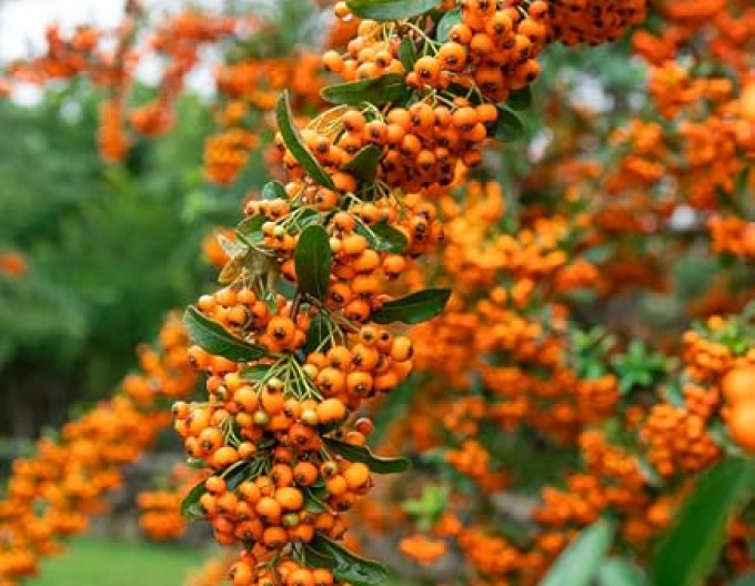 Pyracantha Orange Star