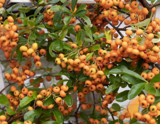 Pyracantha Orange Star