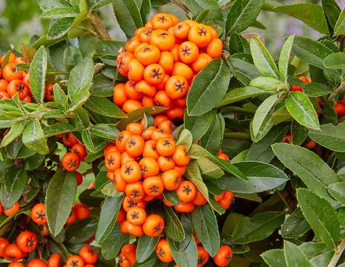 Pyracantha Orange Star