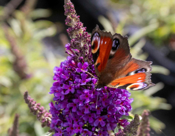 Budleja davidii Little Purple