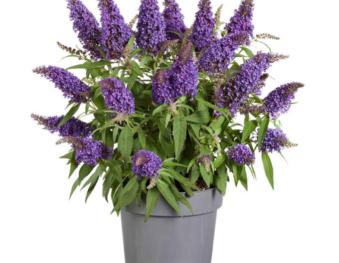 Budleja davidii Little Purple