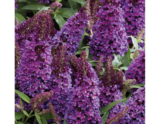Budleja davidii Little Purple