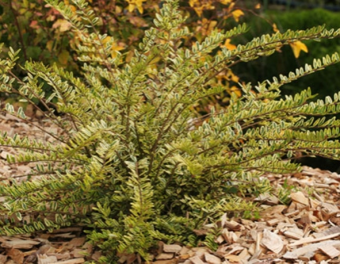 Lonicera nitida "Lemon Beauty