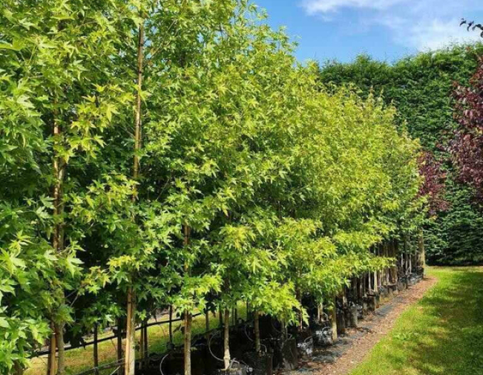 Liquidambar Worplesdon
