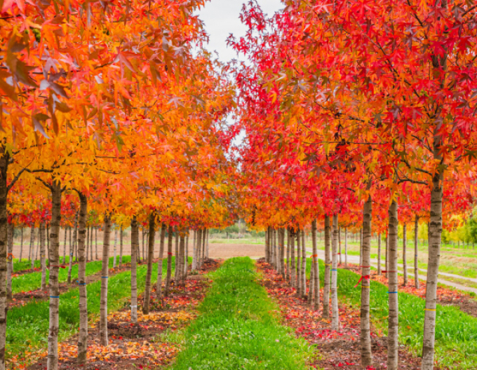 Liquidambar Worplesdon