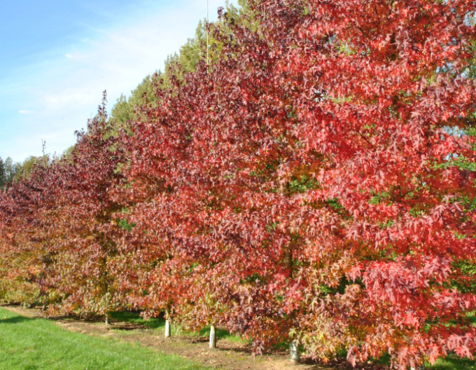 Liquidambar Worplesdon