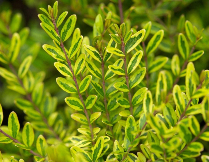 Lonicera nitida "Lemon Beauty