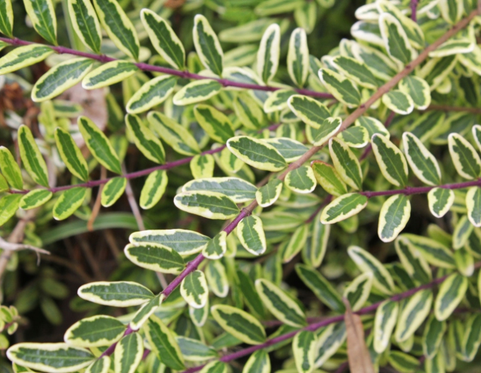 Lonicera nitida "Lemon Beauty