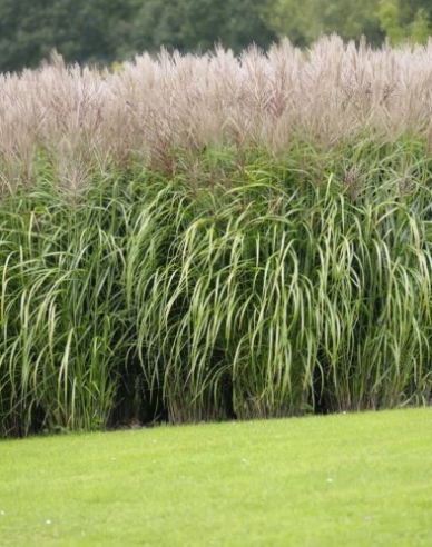 Planta ornamentală chineză "Silberfeder"