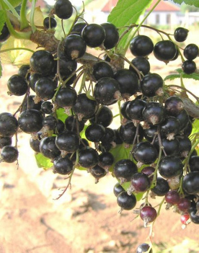 Coacăz negru Ben Hope copac, 2l